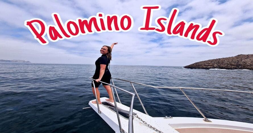 ISLAS PALOMINO (Paseos en Yate y nado con Lobos Marinos)