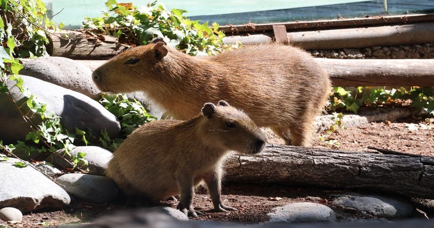 Bioparque Buinzoo