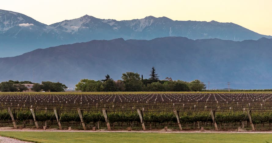 BODEGAS Y OLIVARES