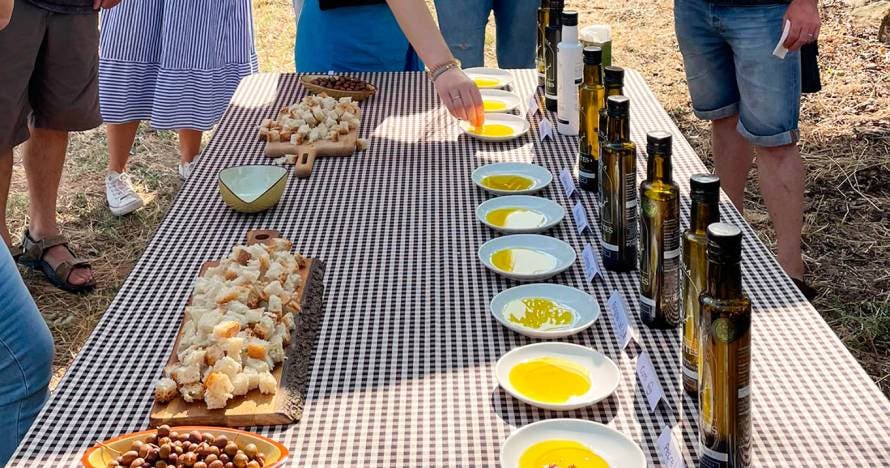 Visita a la almazara con cata de aceites y aperitivo entre olivos