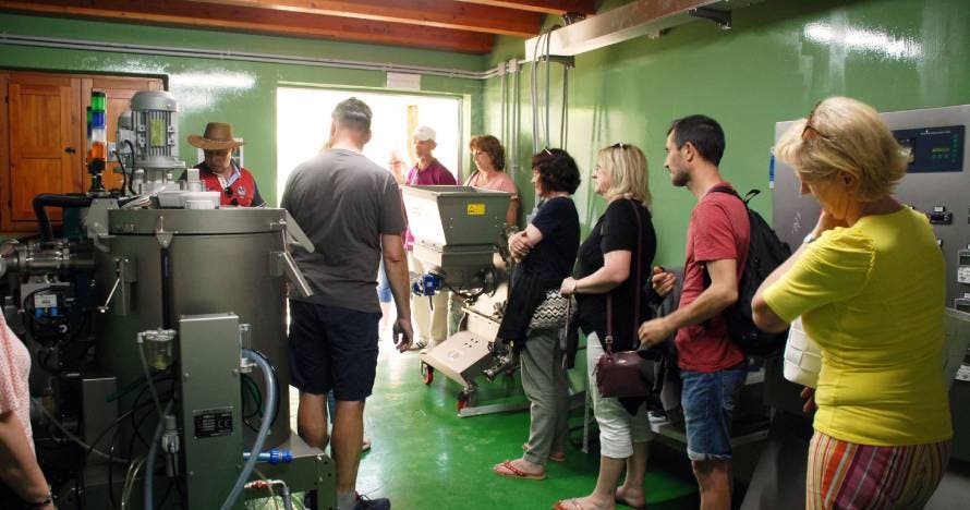 Visita a la almazara con cata de aceites y aperitivo entre olivos