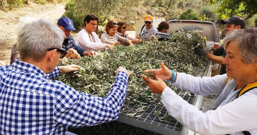 Visita a la almazara con cata de aceites y aperitivo entre olivos