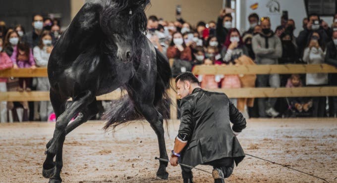 European Equestrian Show