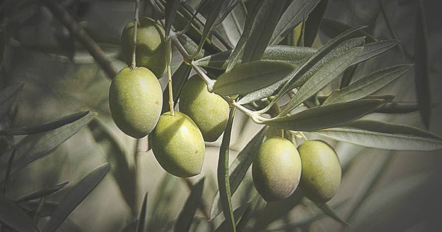 Visita Ganadería de Dª. Dolores Aguirre Ybarra - Finca Dehesa Frías