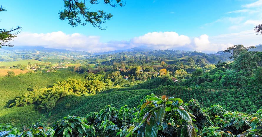Escapada al Eje Cafetero: Café, Naturaleza y Tradición