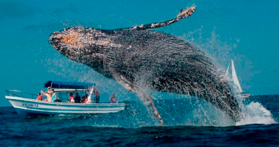 Ruta del Yoga Eje Cafetero + Avistamiento de ballenas