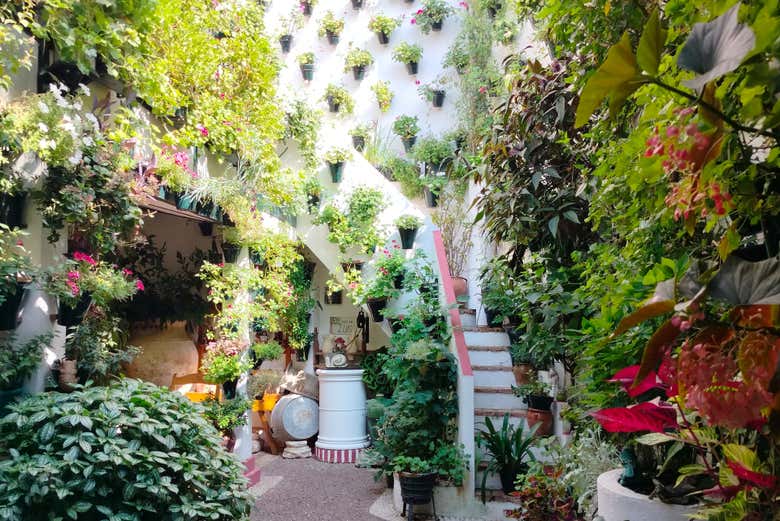 Tour privado por los Patios de Córdoba
