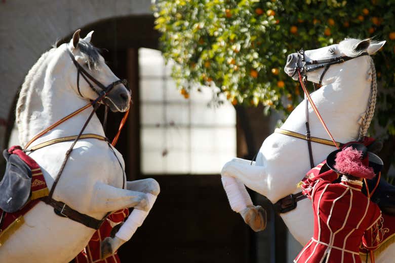 Espectáculo ecuestre en las Caballerizas Reales