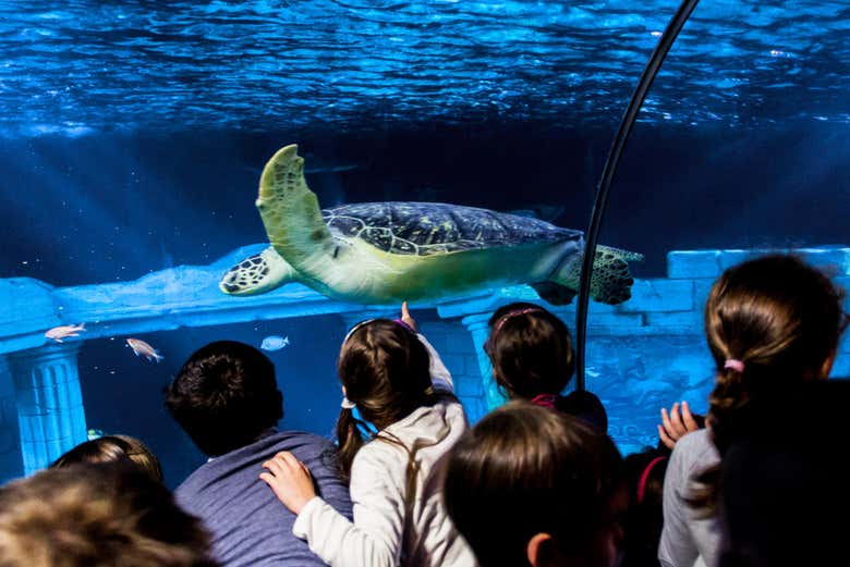Entrada a SEA LIFE® Oporto