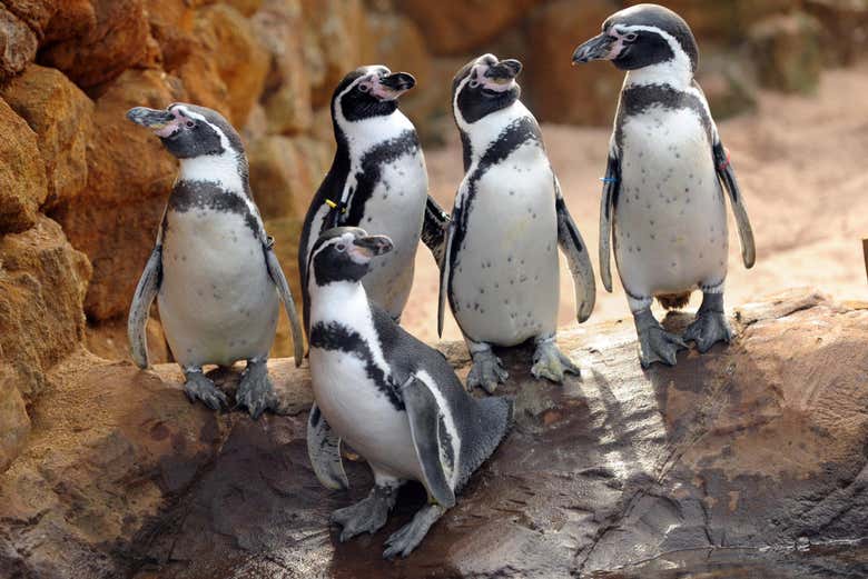 Entrada a SEA LIFE® Oporto