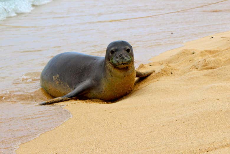 Excursión a Deserta Grande en goleta con snorkel
