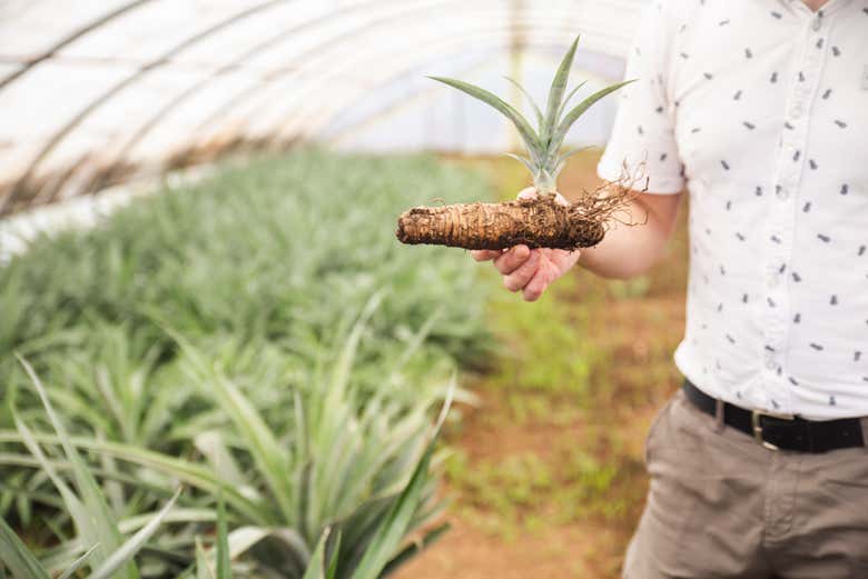 Visita a una plantación de piñas con degustación de vinos