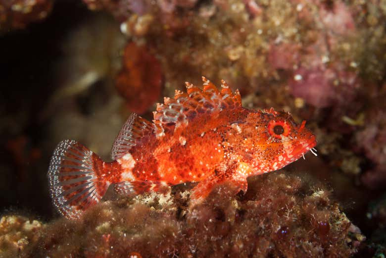Snorkel en Funchal