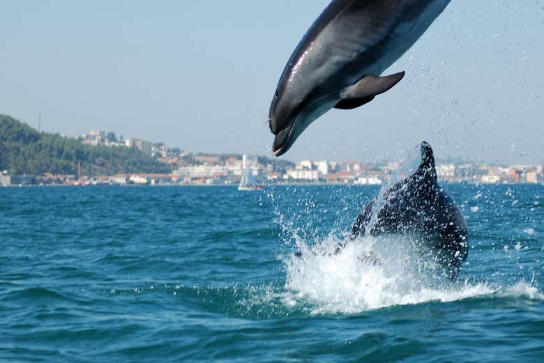 Tour por la Sierra de Arrábida + Avistamiento de delfines