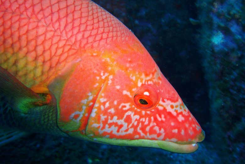 Bautismo de buceo en Garajau