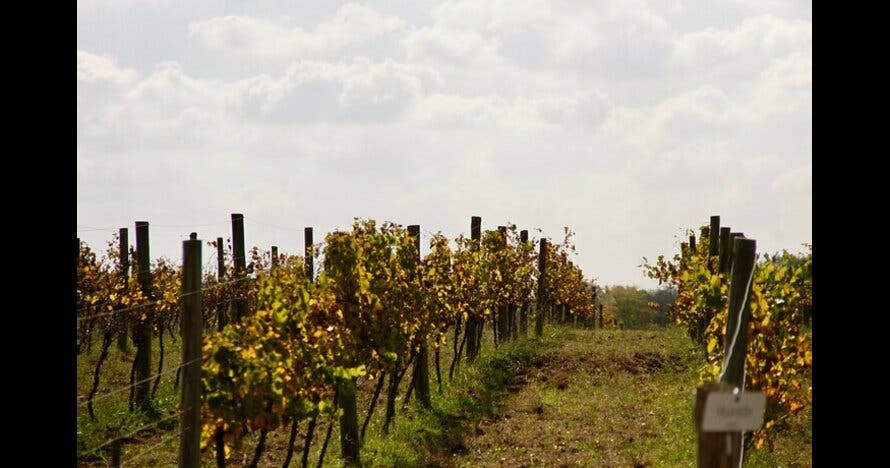 Cata de vinos en Bodega Gamboa con almuerzo Gourmet