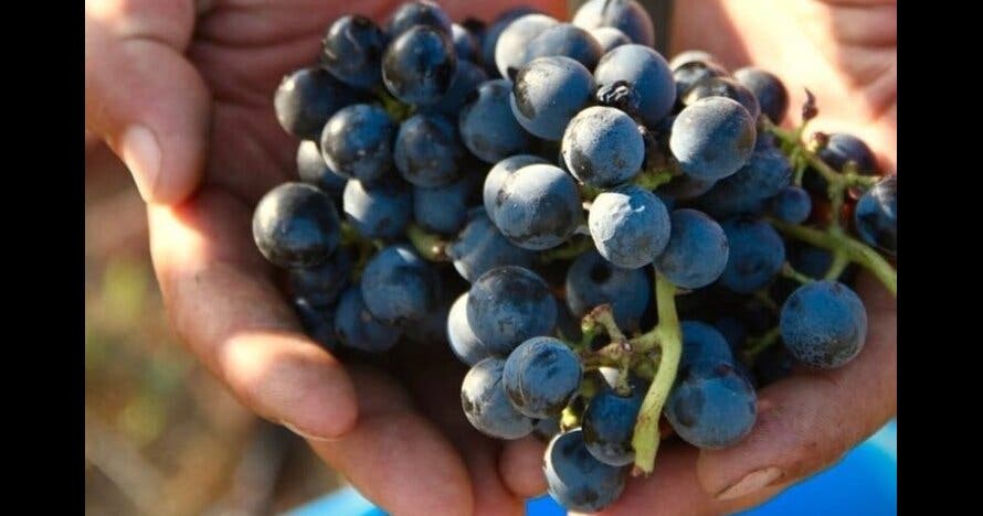 Cata de vinos en Bodega Gamboa con almuerzo Gourmet