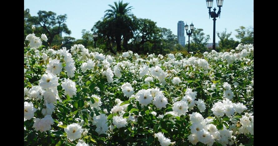Naturaleza en la ciudad de Buenos Aires "Los Bosques de Palermo"