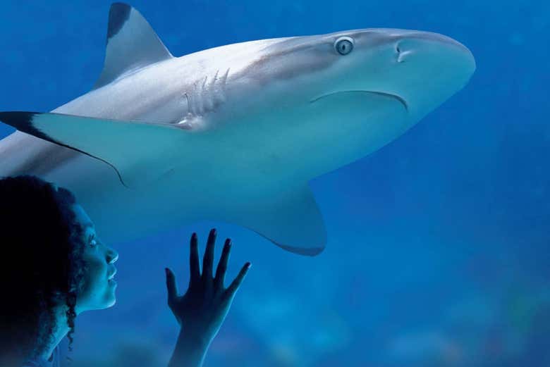 Entrada a SEA LIFE® Munich