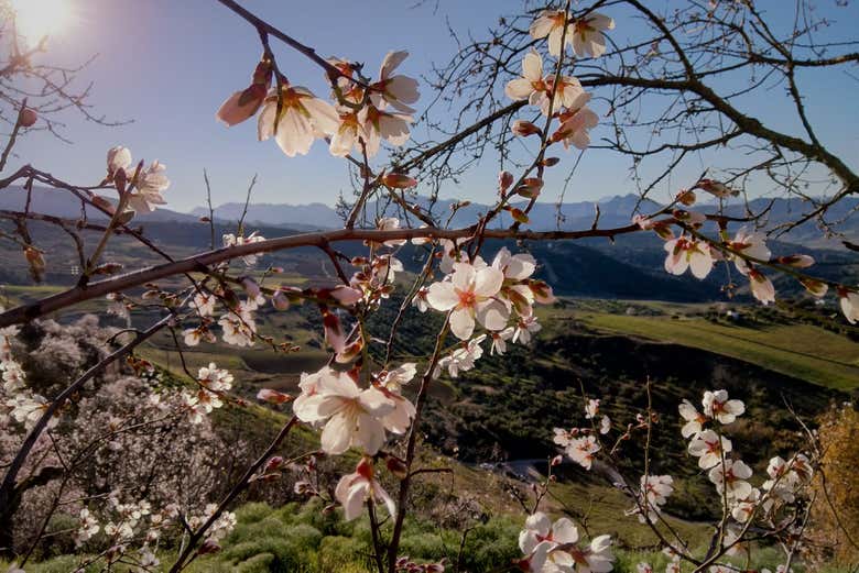 Excursión a los pueblos blancos y Ronda