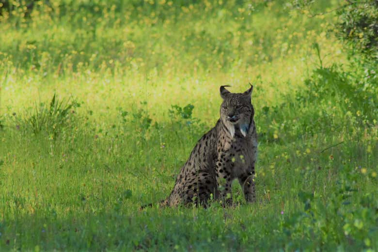 Excursión a Doñana