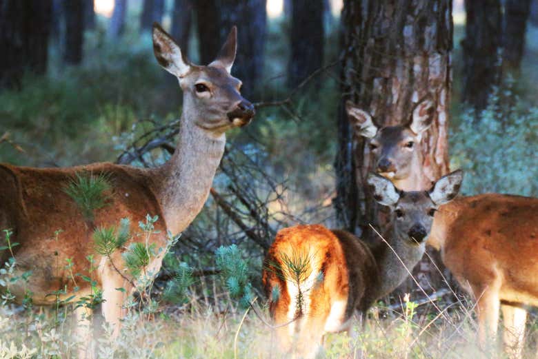Excursión a Doñana