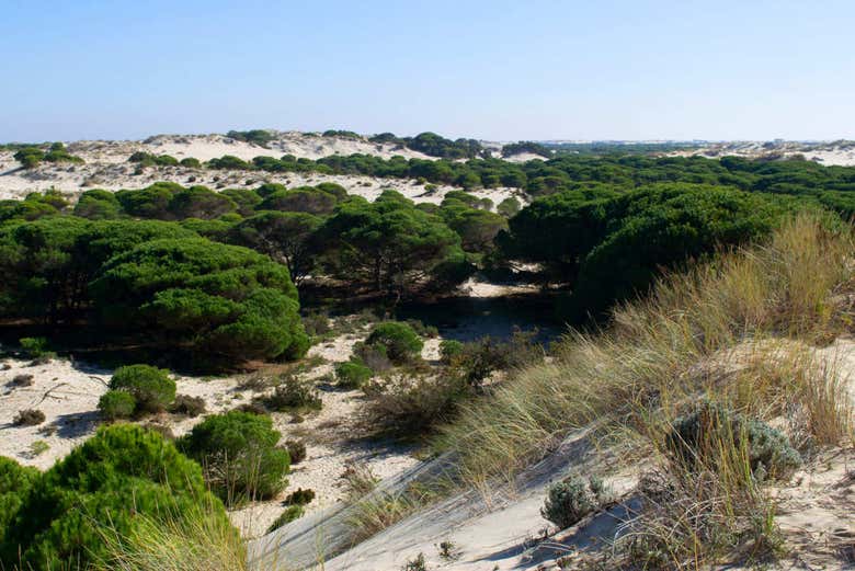 Excursión a Doñana