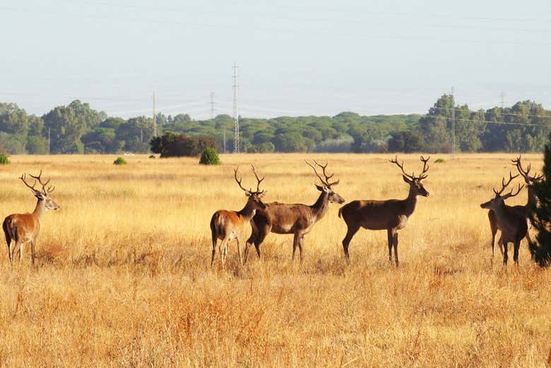 Excursión a Doñana