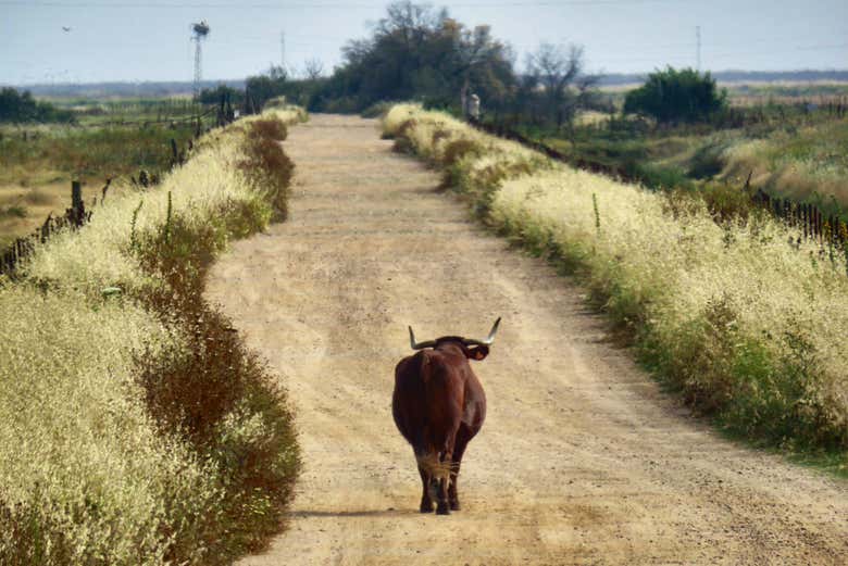 Excursión a Doñana
