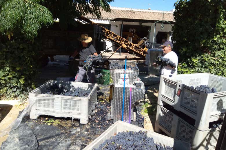 Excursión a una bodega tradicional