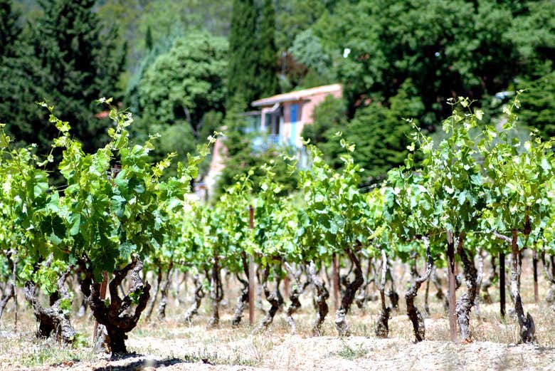 Excursión a una bodega tradicional