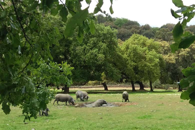 Excursión a la Sierra de Aracena