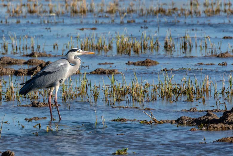 Autobús turístico de la Albufera + Paseo en barca