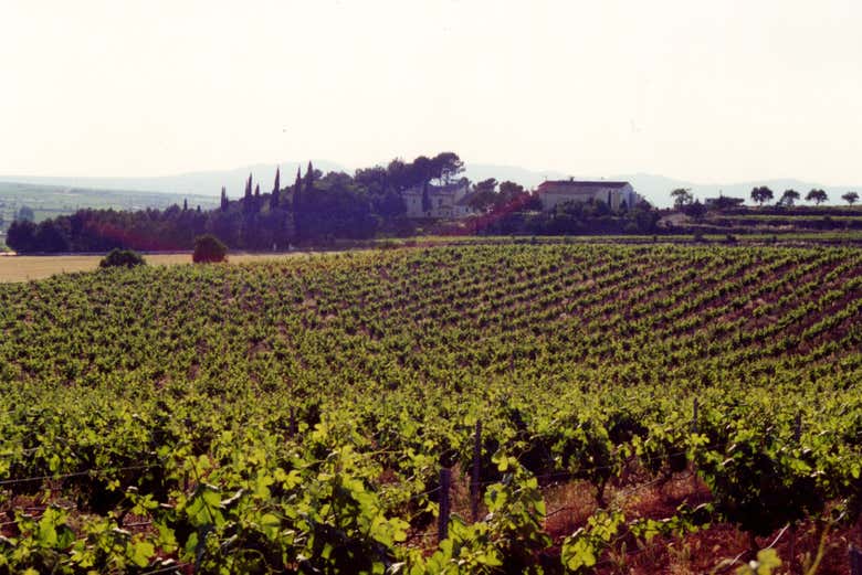 Excursión a las bodegas de Requena