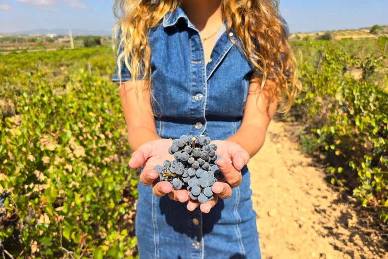Excursión a las bodegas de Requena