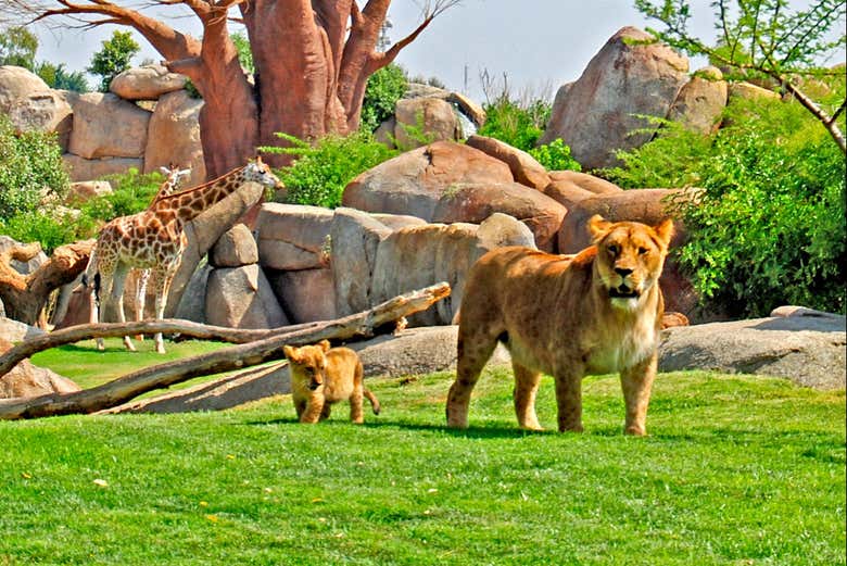 Entrada a Bioparc Valencia