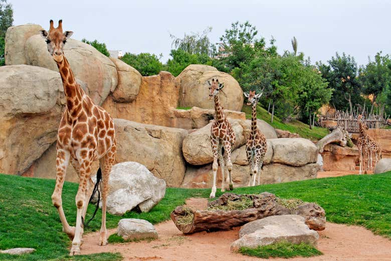 Entrada a Bioparc Valencia