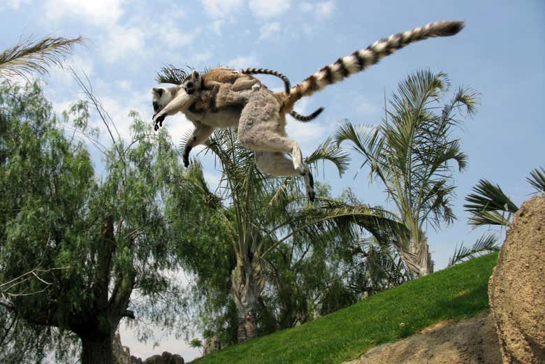 Entrada a Bioparc Valencia