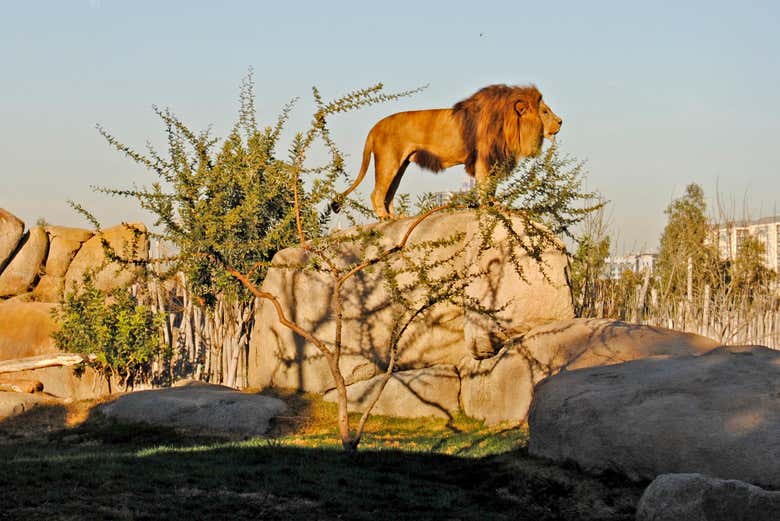 Entrada a Bioparc Valencia