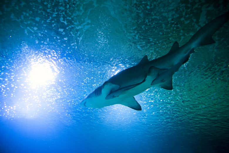 Entrada al Oceanogràfic