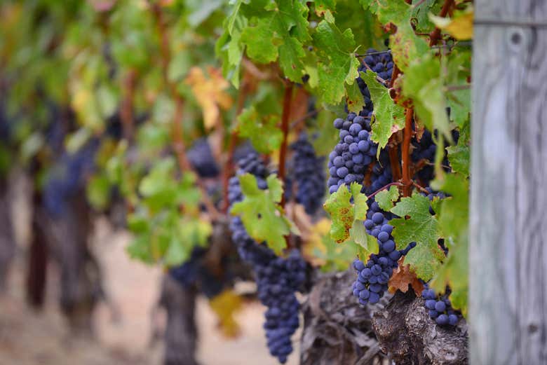 Excursión a Laguardia y Haro con visita a dos bodegas