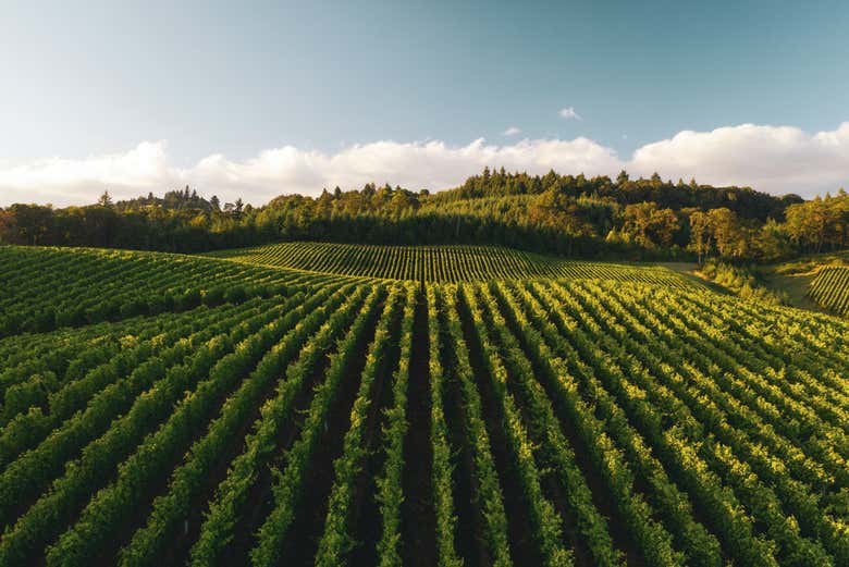 Excursión a Laguardia y Haro con visita a dos bodegas