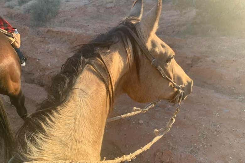 Paseo a caballo por el desierto de Las Vegas
