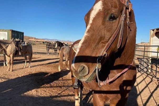 Paseo a caballo por el desierto de Las Vegas