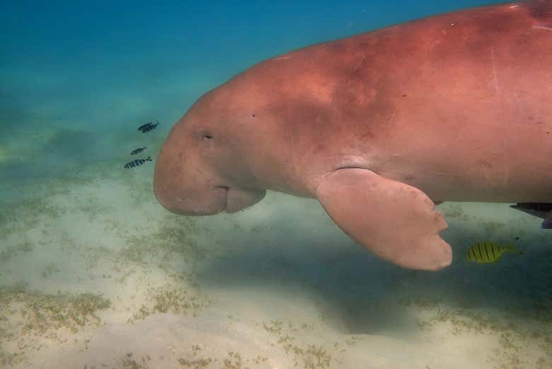 Snorkel en Miami