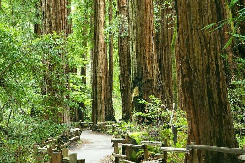 Excursión a Alcatraz, Muir Woods y Sausalito