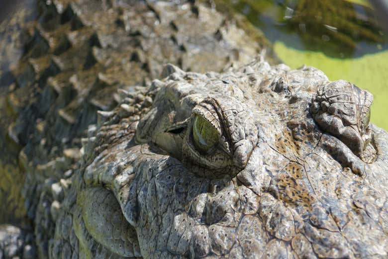 Paseo en aerodeslizador por los Everglades