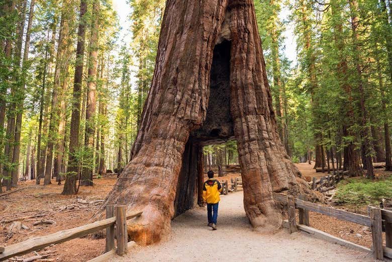 Excursión a Yosemite