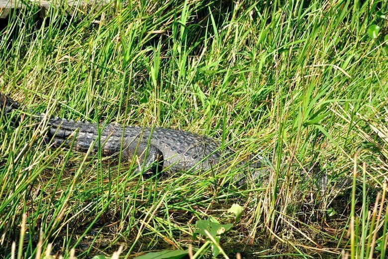 Excursión a los Everglades