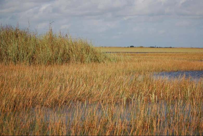 Excursión a los Everglades + Paseo en barco por Las Casas de los Famosos